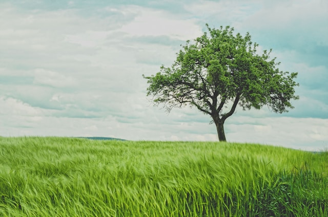 Green & Eco